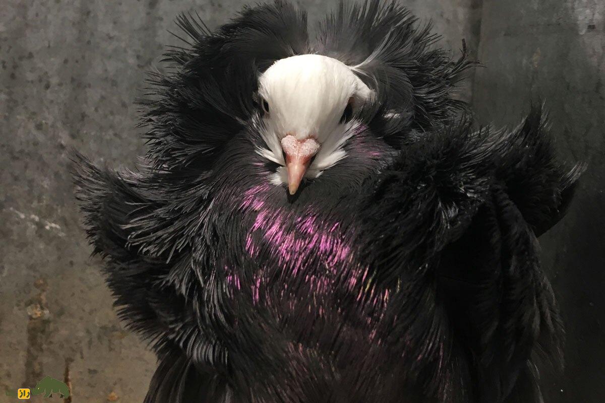 کبوتر جاکوبین یا یعقوبی کبوتر جاکوبین (Jacobin Pigeon)