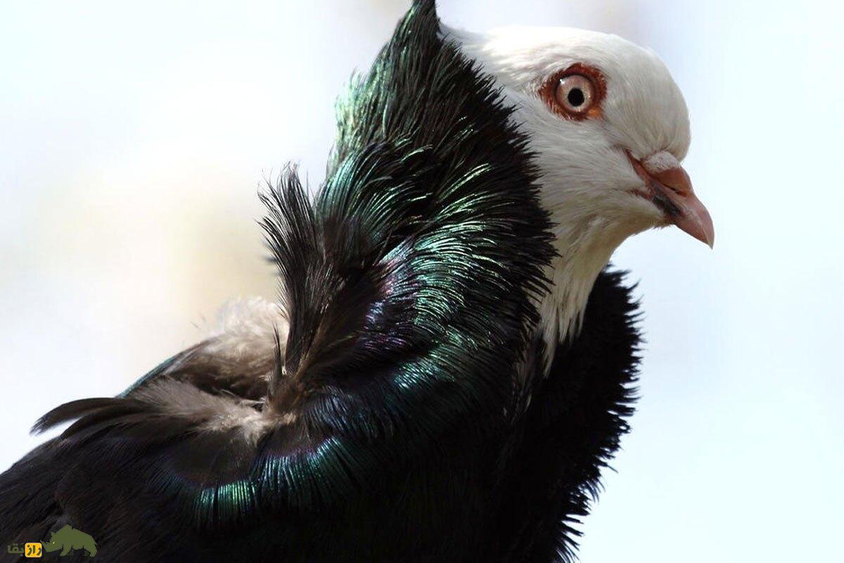 کبوتر جاکوبین یا یعقوبی کبوتر جاکوبین (Jacobin Pigeon)