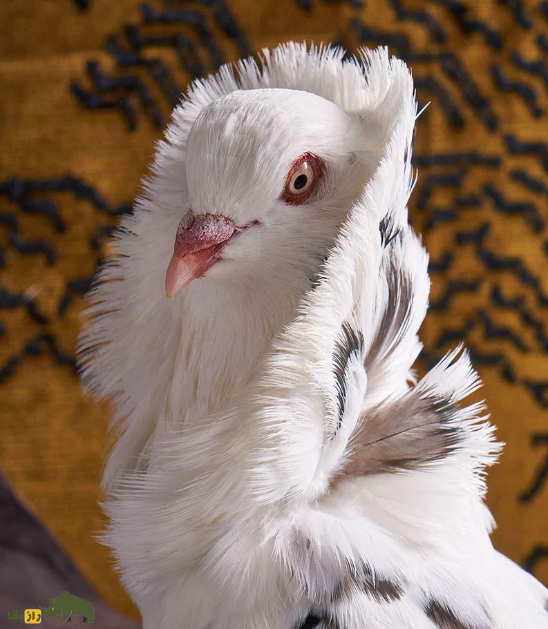 کبوتر جاکوبین یا یعقوبی کبوتر جاکوبین (Jacobin Pigeon)