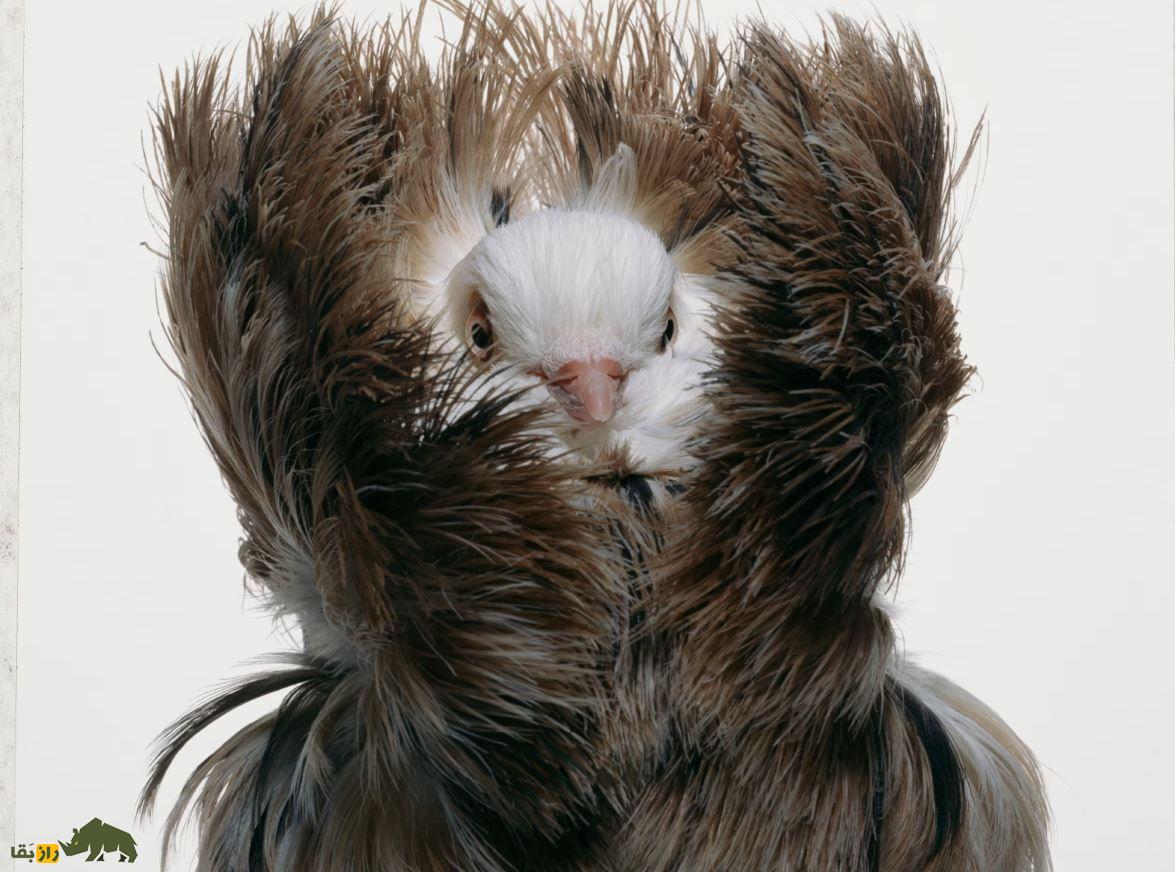 کبوتر جاکوبین یا یعقوبی کبوتر جاکوبین (Jacobin Pigeon)