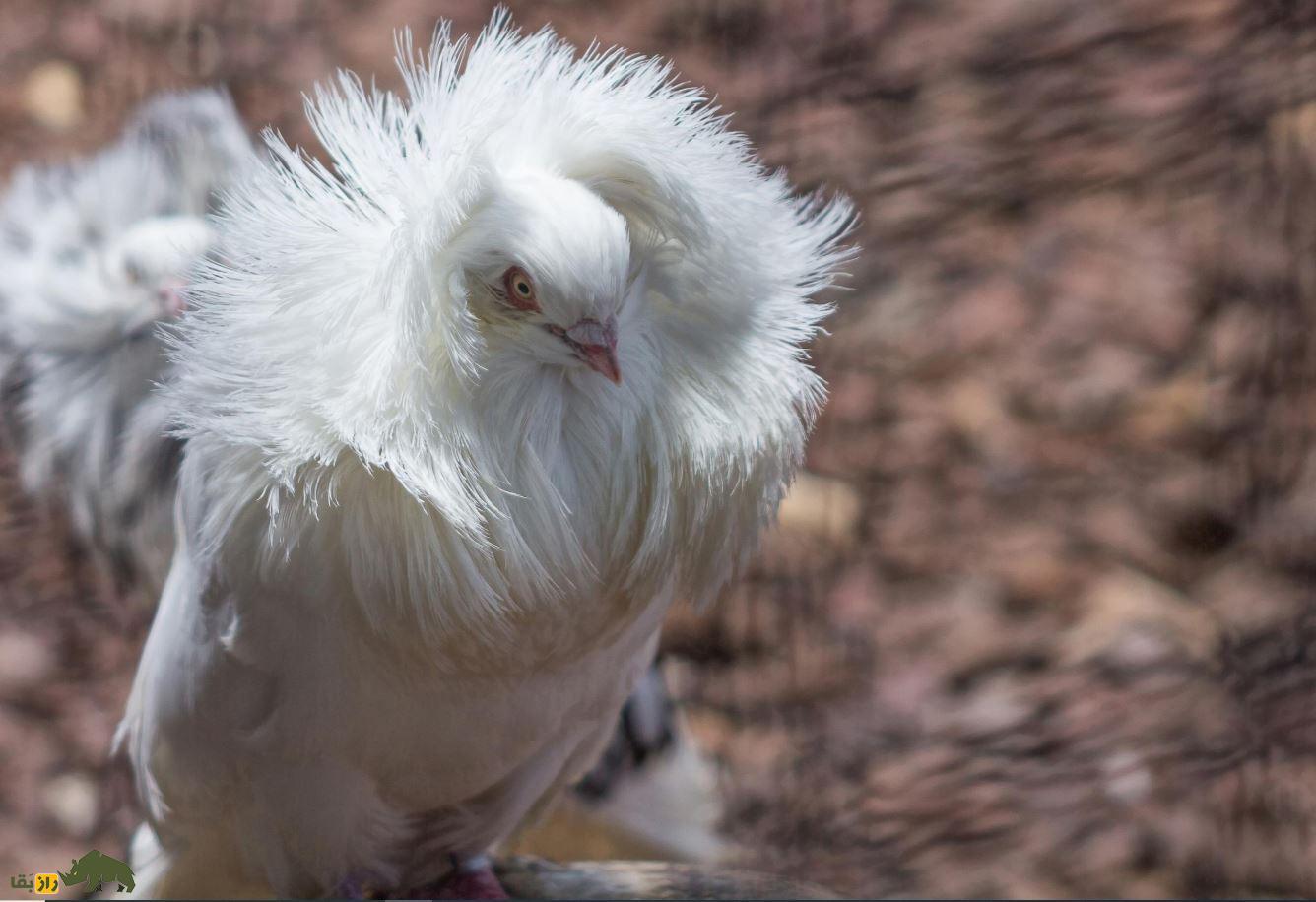 کبوتر جاکوبین یا یعقوبی کبوتر جاکوبین (Jacobin Pigeon)