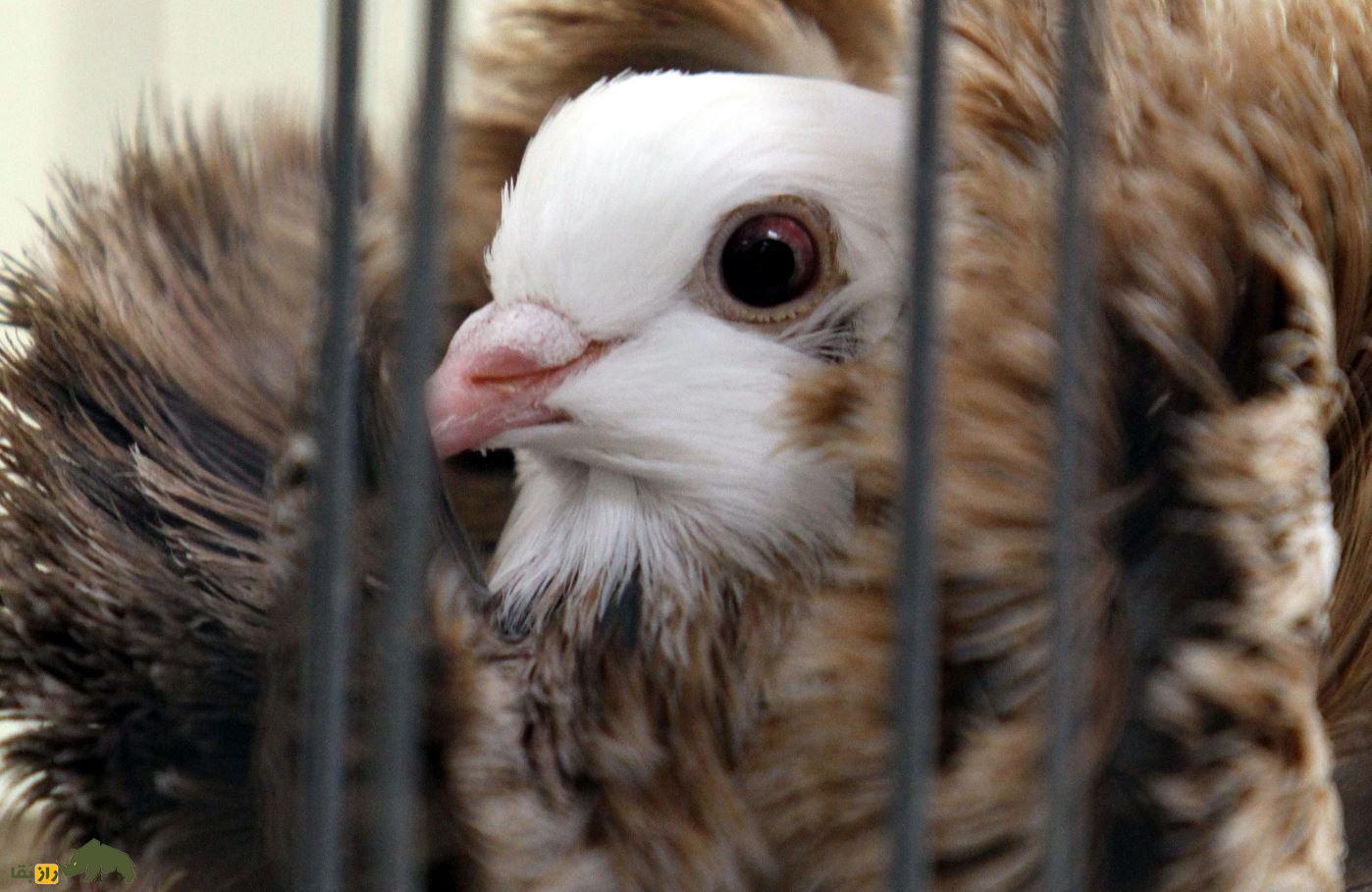 کبوتر جاکوبین یا یعقوبی کبوتر جاکوبین (Jacobin Pigeon)