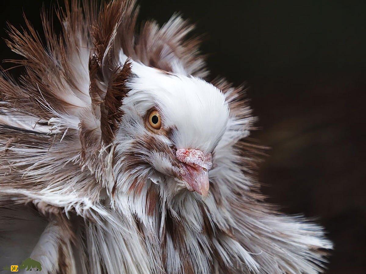 کبوتر جاکوبین یا یعقوبی کبوتر جاکوبین (Jacobin Pigeon)