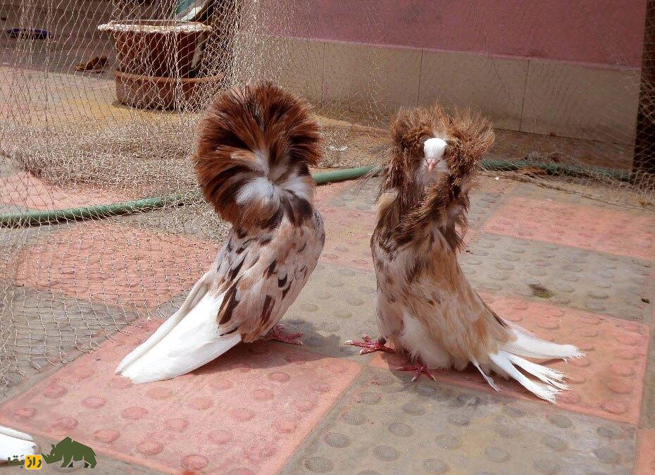 کبوتر جاکوبین یا یعقوبی کبوتر جاکوبین (Jacobin Pigeon)