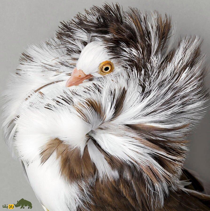 کبوتر جاکوبین یا یعقوبی کبوتر جاکوبین (Jacobin Pigeon)