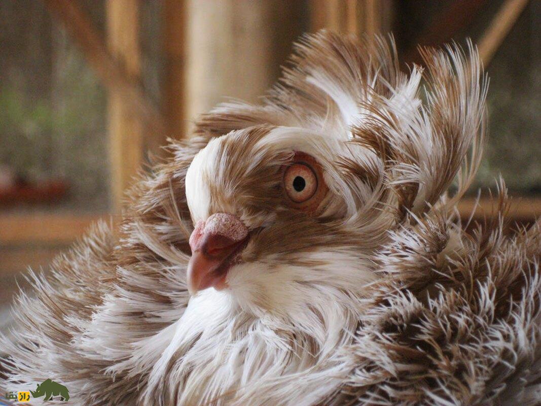 کبوتر جاکوبین یا یعقوبی