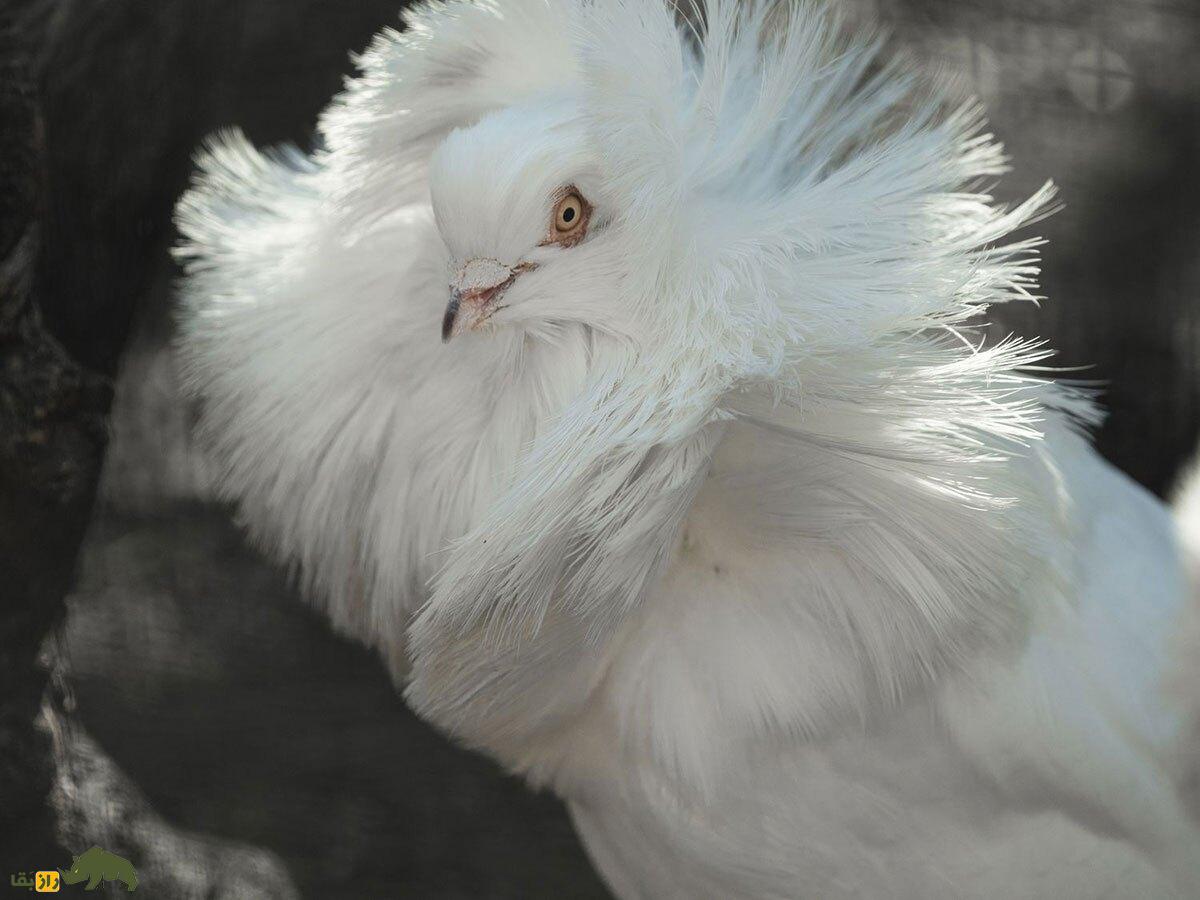 کبوتر جاکوبین یا یعقوبی؛ کبوتر نازک نارنجی هندی که زیباترین کبوتر جهان است و نمی‌تواند به بچه‎اش غذا دهد!