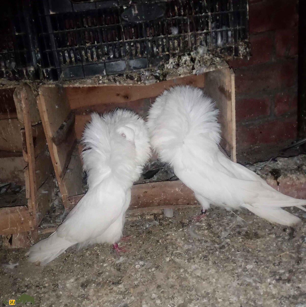 کبوتر جاکوبین یا یعقوبی؛ کبوتر نازک نارنجی هندی که زیباترین کبوتر جهان است و نمی‌تواند به بچه‎اش غذا دهد!