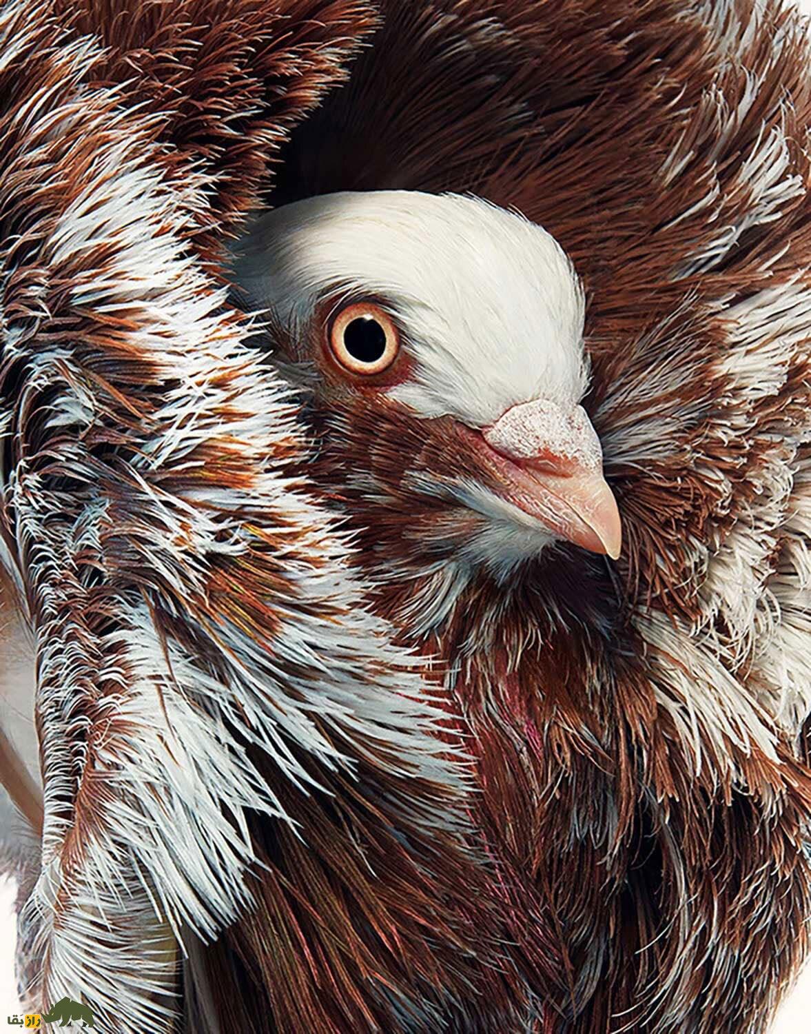 کبوتر جاکوبین یا یعقوبی