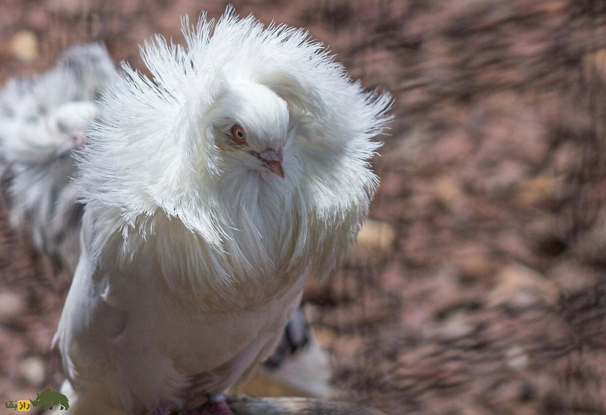 کبوتر جاکوبین یا یعقوبی؛ کبوتر نازک نارنجی هندی که زیباترین کبوتر جهان است و نمی‌تواند به بچه‎اش غذا دهد!