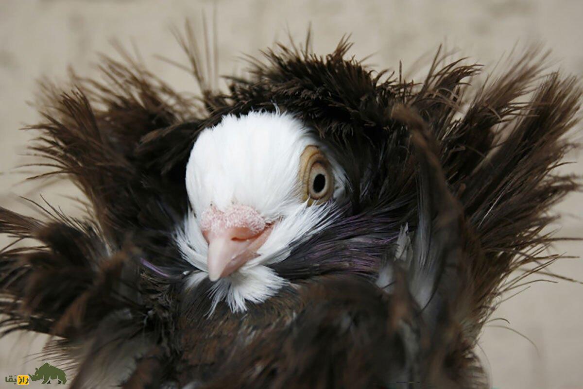 کبوتر جاکوبین یا یعقوبی؛ کبوتر نازک نارنجی هندی که زیباترین کبوتر جهان است و نمی‌تواند به بچه‎اش غذا دهد!