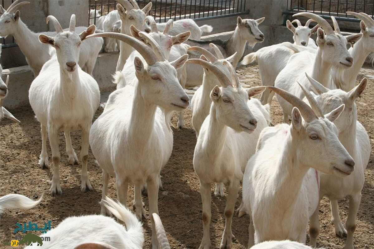 کُری یا بز گوشکوتاه کُری یا بز گوشکوتاه
