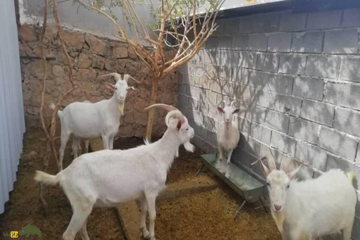 کُری یا بز گوشکوتاه کُری یا بز گوشکوتاه