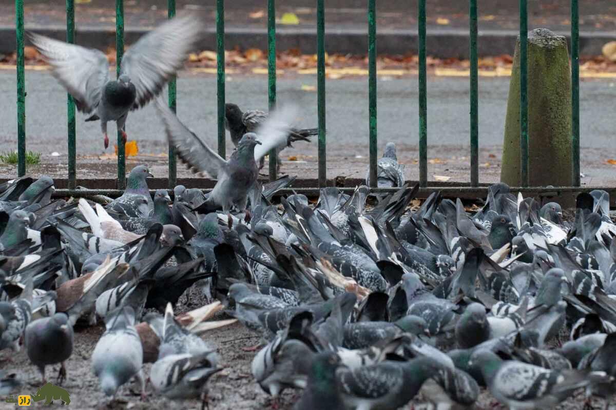 «واریز کردن» کبوتر یعنی چه؟