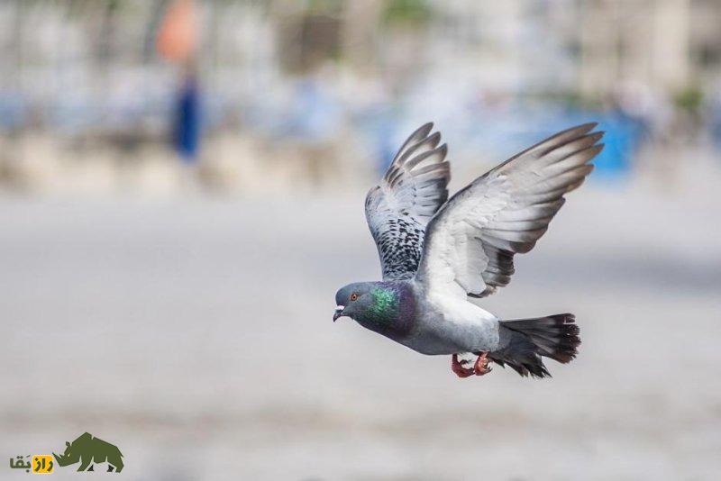 «واریز کردن» کبوتر یعنی چه؟