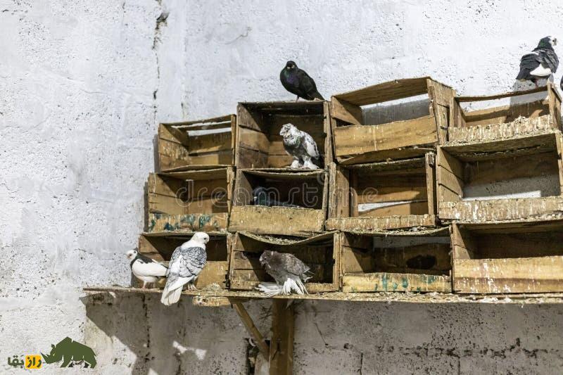 «واریز کردن» کبوتر یعنی چه؟