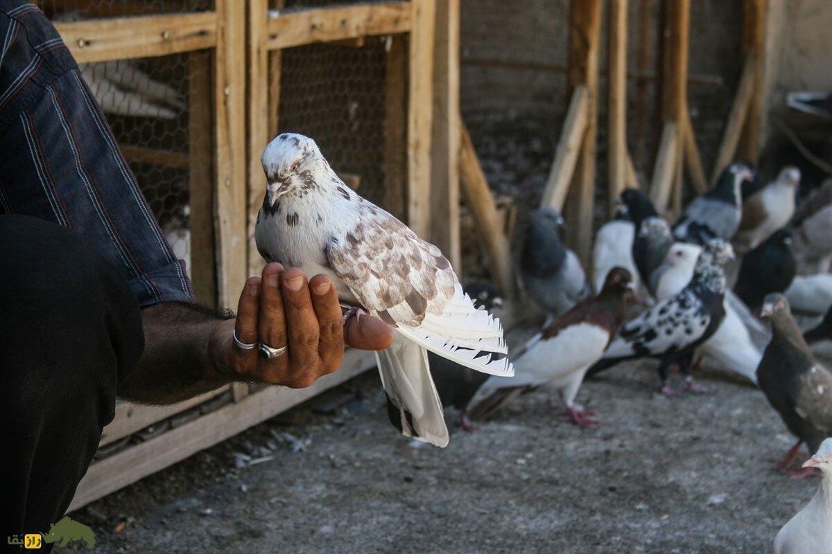 سرهنگ حسین خدایی؛ کبوترباز معروف تهران که به خاطر کفتر ازدواج نکرد، خانواده‌اش را ترک کرد و از آلمان به ایران برگشت