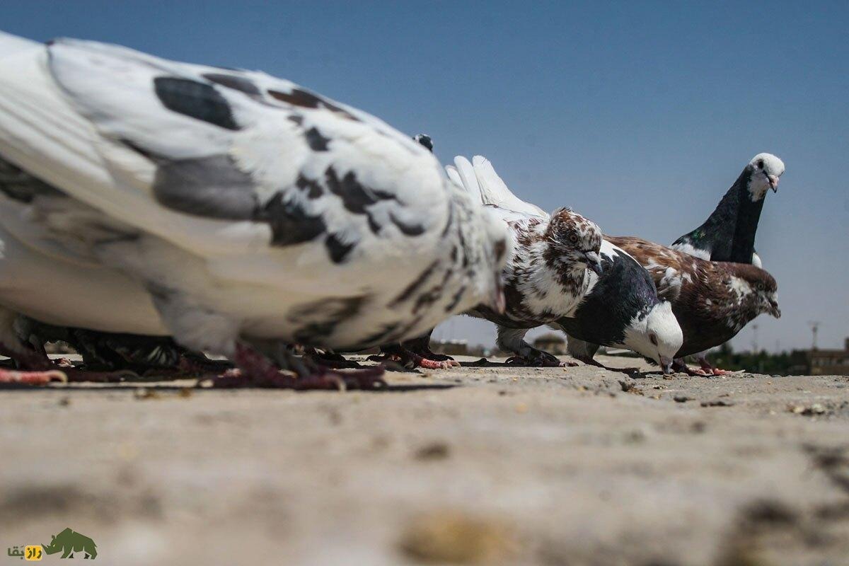 سرهنگ حسین خدایی؛ کبوترباز معروف تهران که به خاطر کفتر ازدواج نکرد، خانواده‌اش را ترک کرد و از آلمان به ایران برگشت