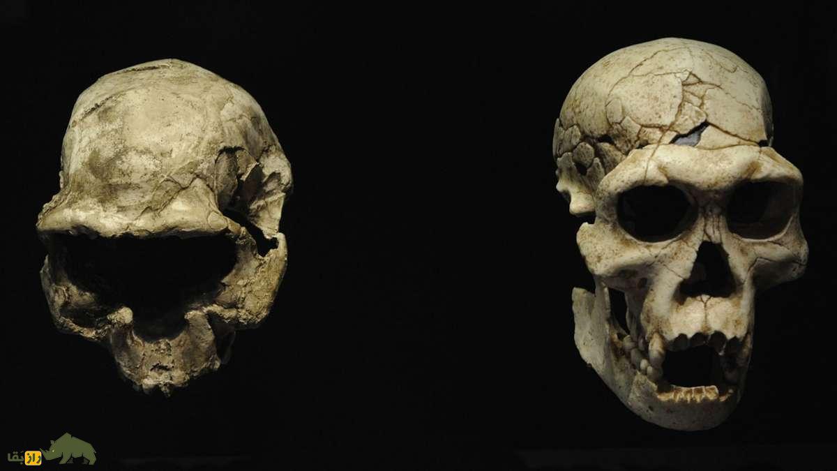 «هومو آفینیس ارکتوس»؛ دانشمندان گونه جدیدی از انسانهای اولیه را کشف کردند «هومو آفینیس ارکتوس»؛ دانشمندان گونه جدیدی از انسانهای اولیه را کشف کردند