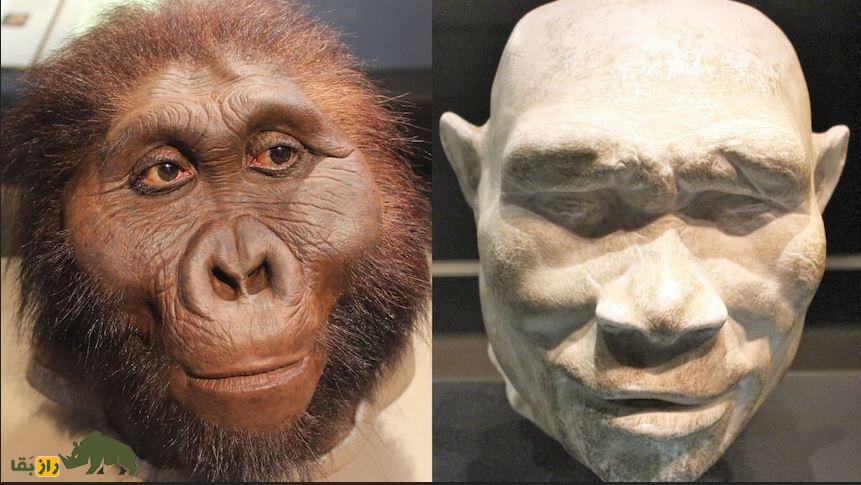 «هومو آفینیس ارکتوس»؛ دانشمندان گونه جدیدی از انسانهای اولیه را کشف کردند «هومو آفینیس ارکتوس»؛ دانشمندان گونه جدیدی از انسانهای اولیه را کشف کردند