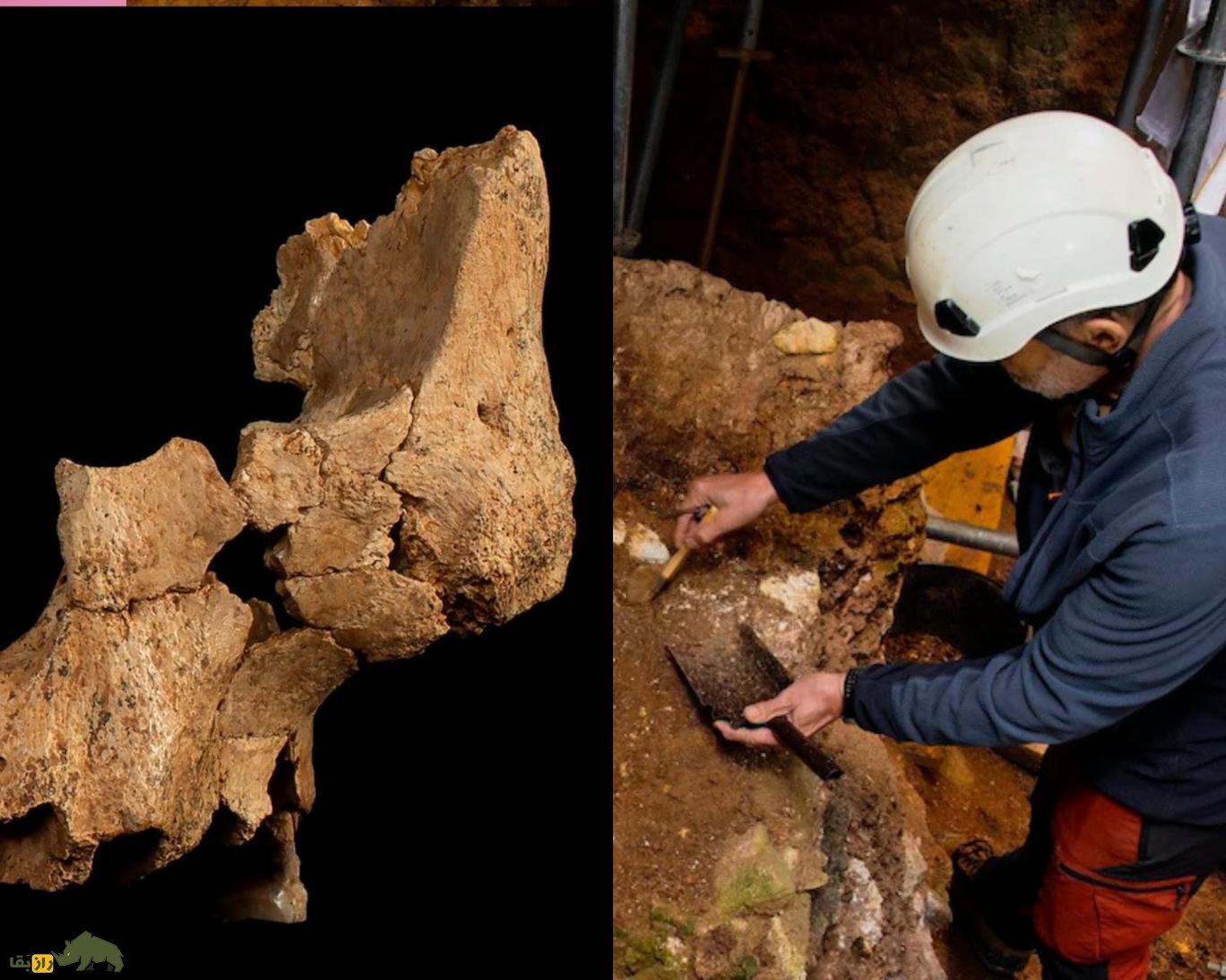 «هومو آفینیس ارکتوس»؛ دانشمندان گونه جدیدی از انسانهای اولیه را کشف کردند «هومو آفینیس ارکتوس» گونه جدیدی از انسانهای اولیه