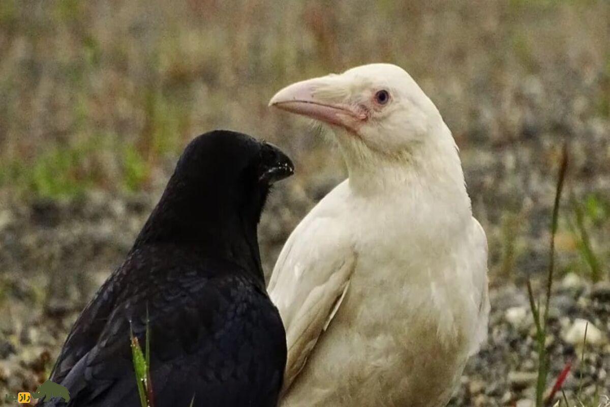 کلاغ سفید؛ پدیده ژنتیکی نادر، طرد شدن از گروه و چالش‌های بقا در طبیعت