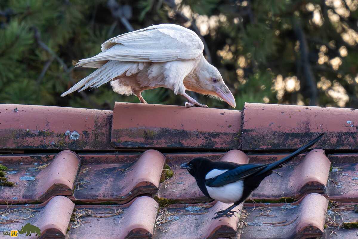کلاغ سفید؛ پدیده ژنتیکی نادر، طرد شدن از گروه و چالش‌های بقا در طبیعت