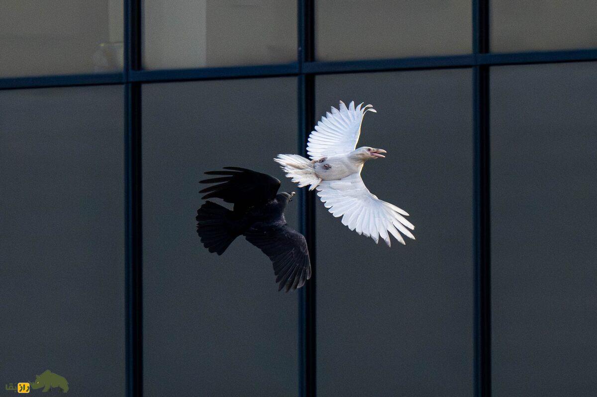 کلاغ سفید؛ پدیده ژنتیکی نادر، طرد شدن از گروه و چالش‌های بقا در طبیعت