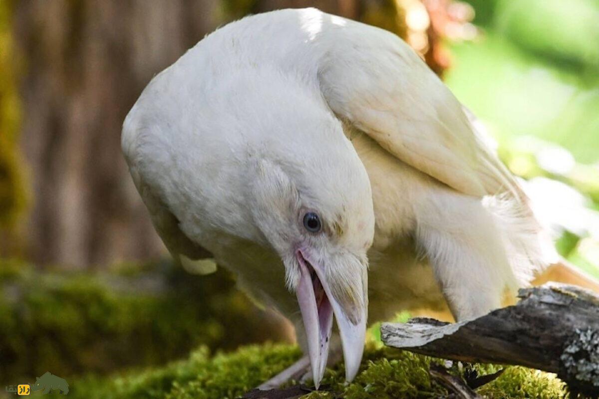کلاغ سفید؛ پدیده ژنتیکی نادر، طرد شدن از گروه و چالش‌های بقا در طبیعت