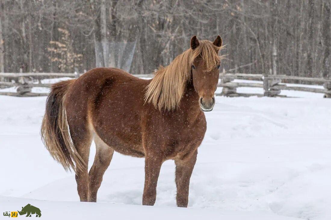 اسب کانادایی
