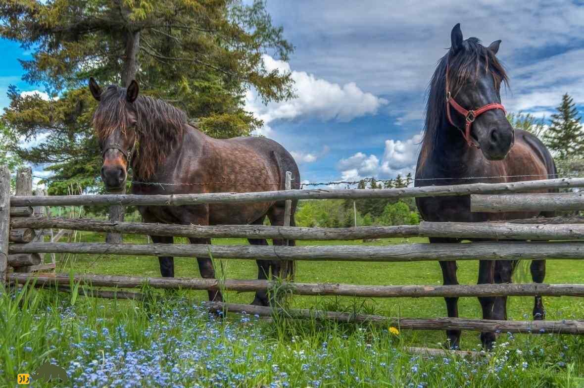اسب کانادایی