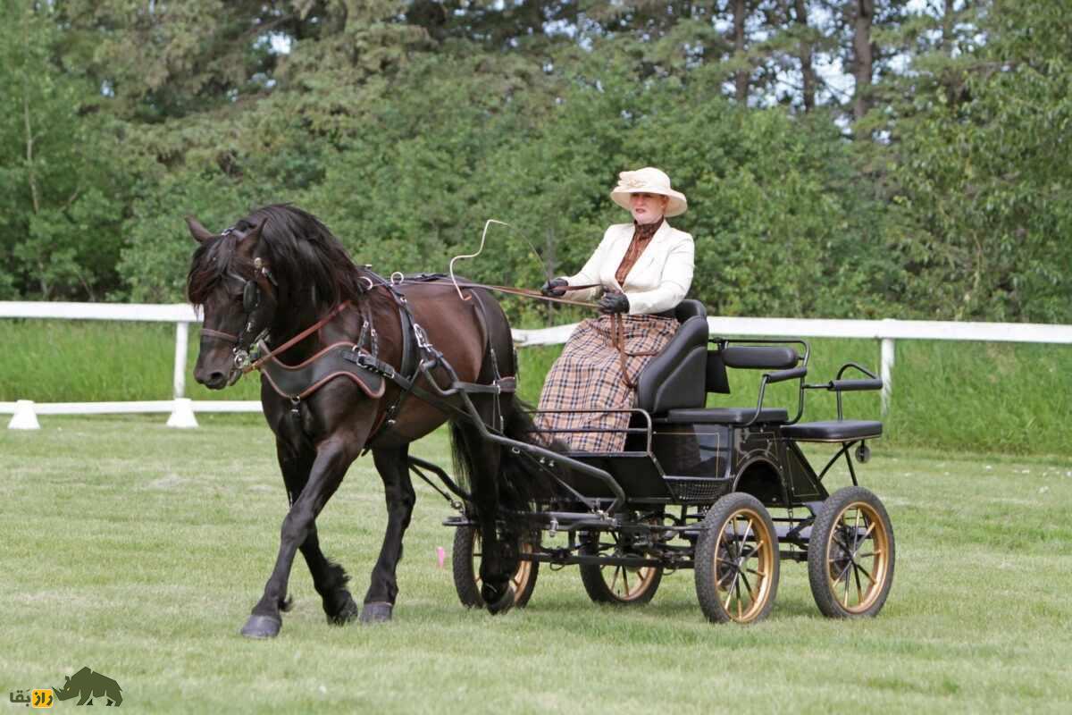 اسب کانادایی