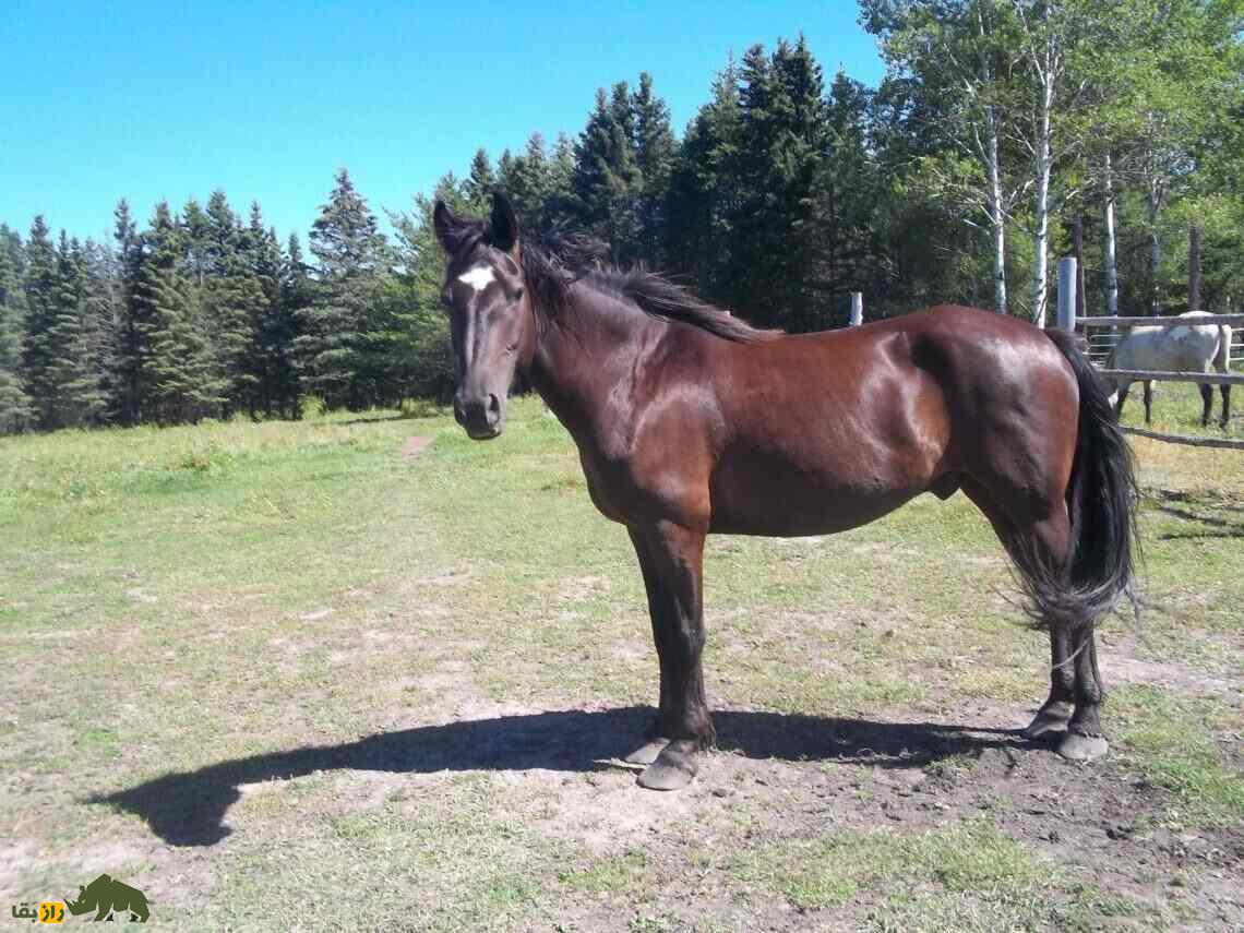 اسب کانادایی