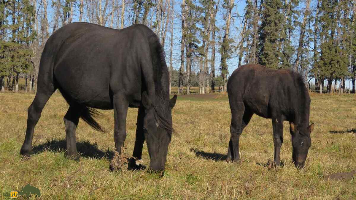 اسب کانادایی