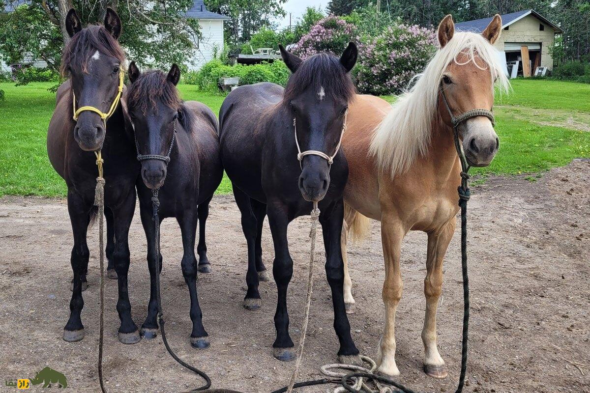 اسب کانادایی