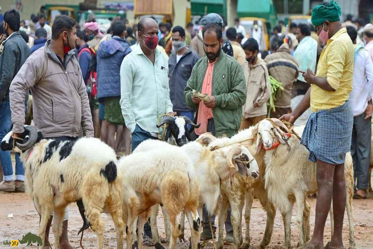 گوسفند مالپورا؛ گوسفند مقاوم هندی با توانایی پرورش در مناطق خشک و تولید گوشت با کیفیت