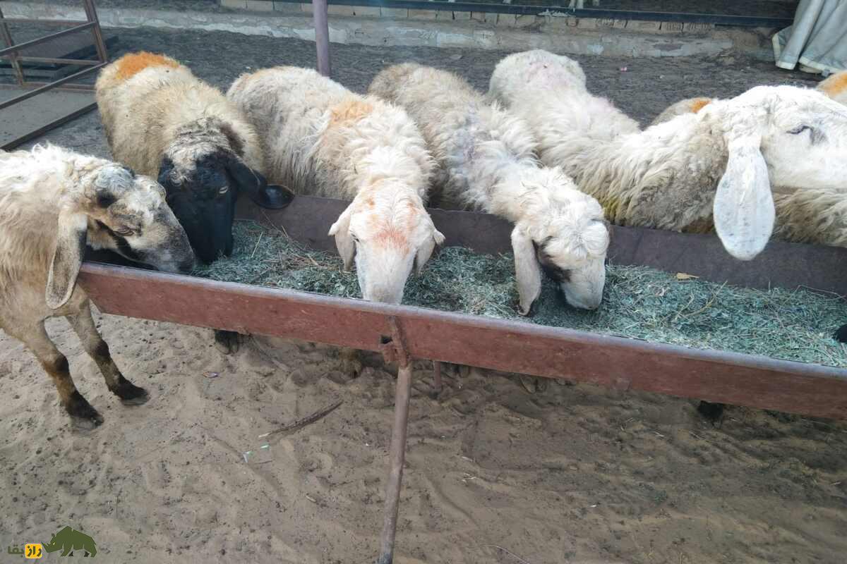 گوسفند مالپورا؛ گوسفند مقاوم هندی با توانایی پرورش در مناطق خشک و تولید گوشت با کیفیت