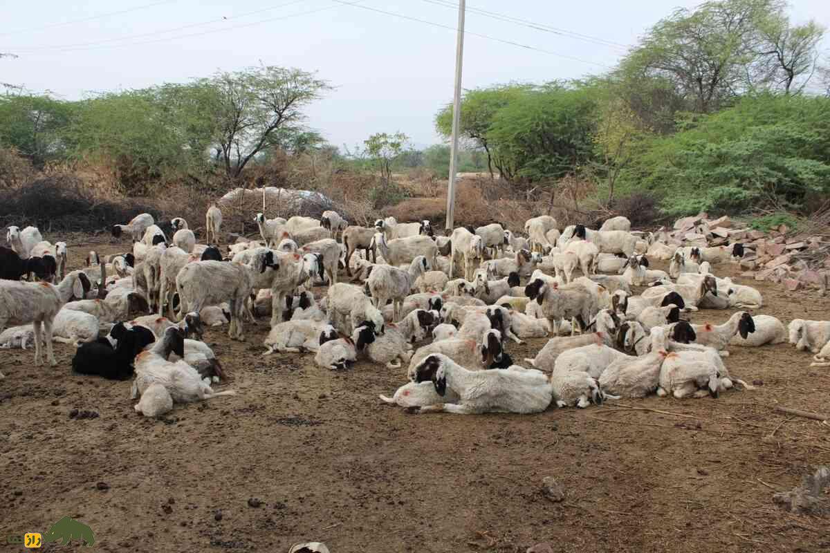 گوسفند مالپورا؛ گوسفند مقاوم هندی با توانایی پرورش در مناطق خشک و تولید گوشت با کیفیت
