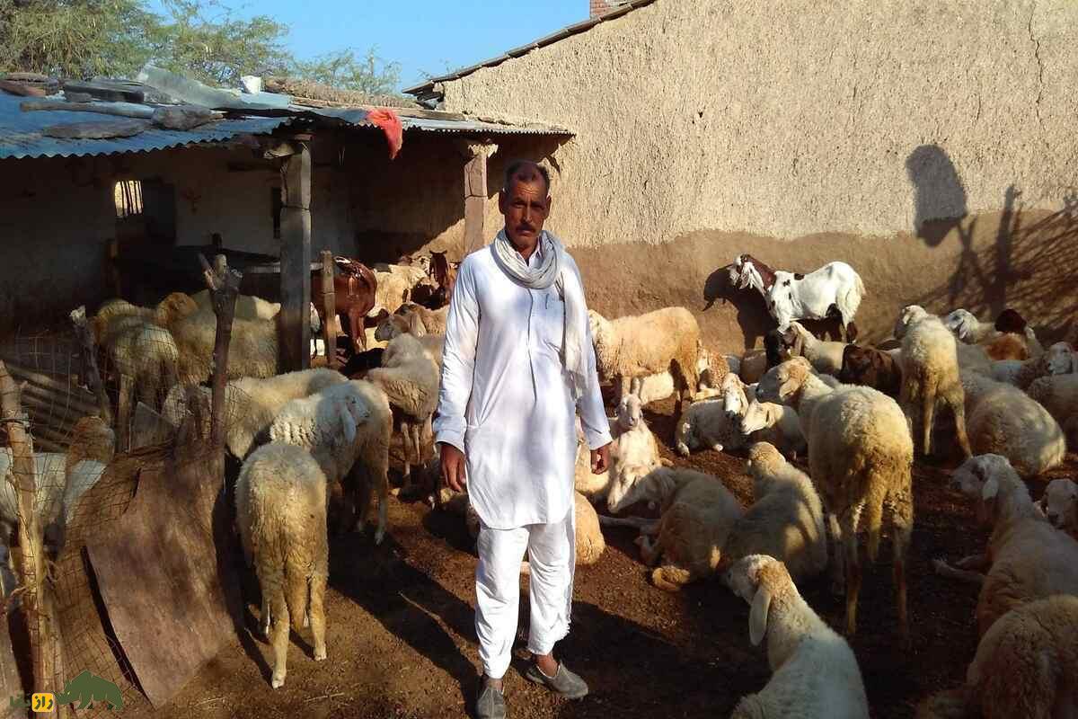 گوسفند مالپورا؛ گوسفند مقاوم هندی با توانایی پرورش در مناطق خشک و تولید گوشت با کیفیت