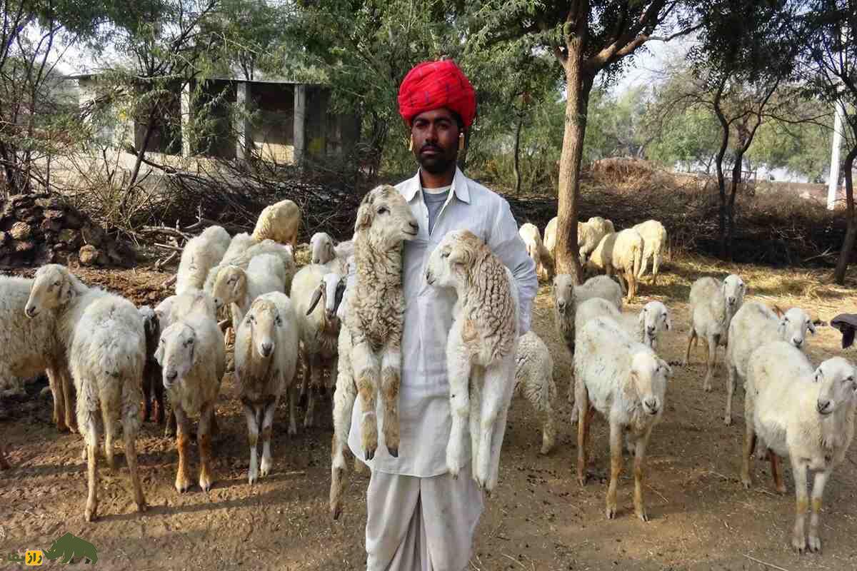 گوسفند مالپورا؛ گوسفند مقاوم هندی با توانایی پرورش در مناطق خشک و تولید گوشت با کیفیت