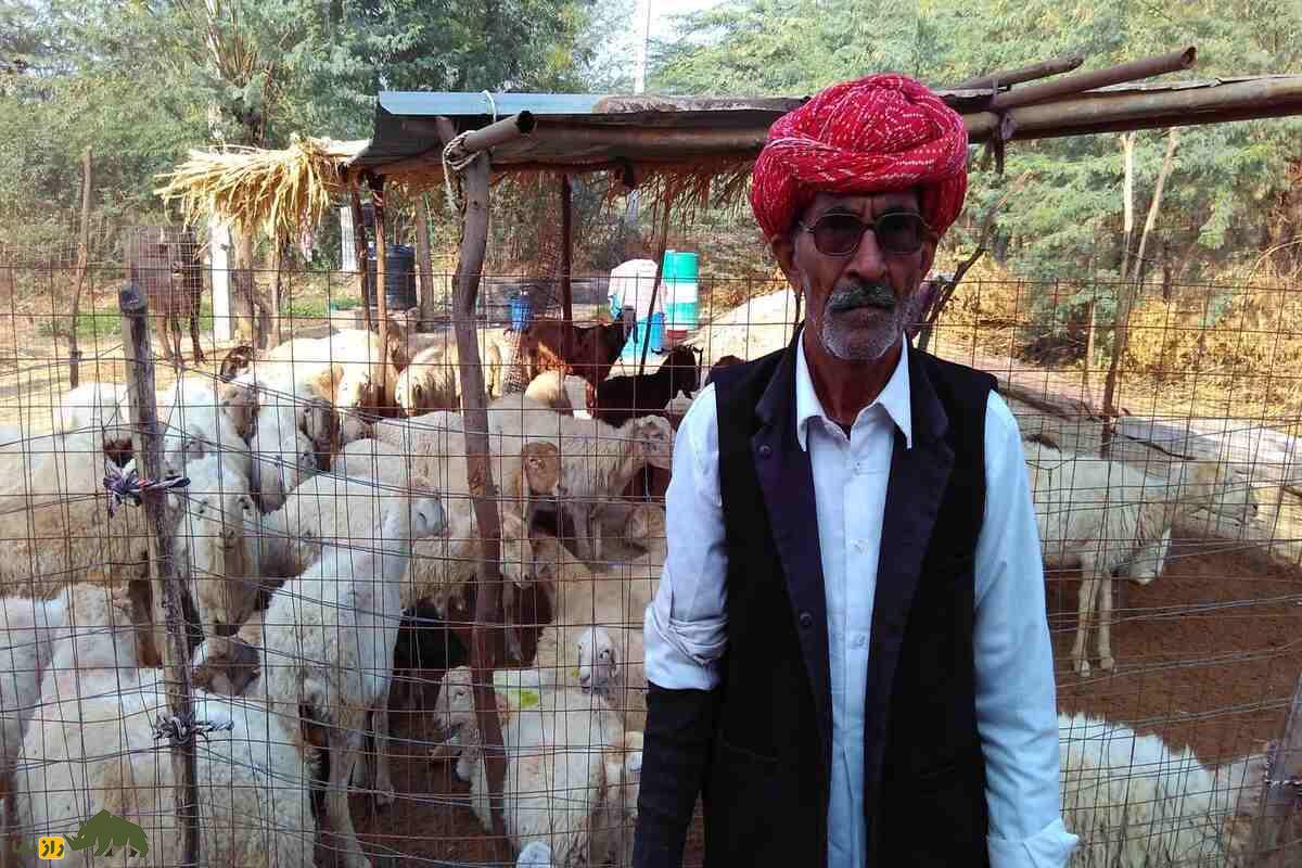 گوسفند مالپورا؛ گوسفند مقاوم هندی با توانایی پرورش در مناطق خشک و تولید گوشت با کیفیت