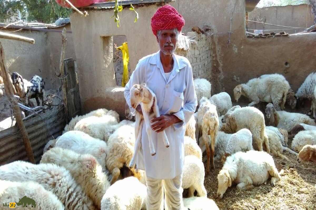 گوسفند مالپورا؛ گوسفند مقاوم هندی با توانایی پرورش در مناطق خشک و تولید گوشت با کیفیت