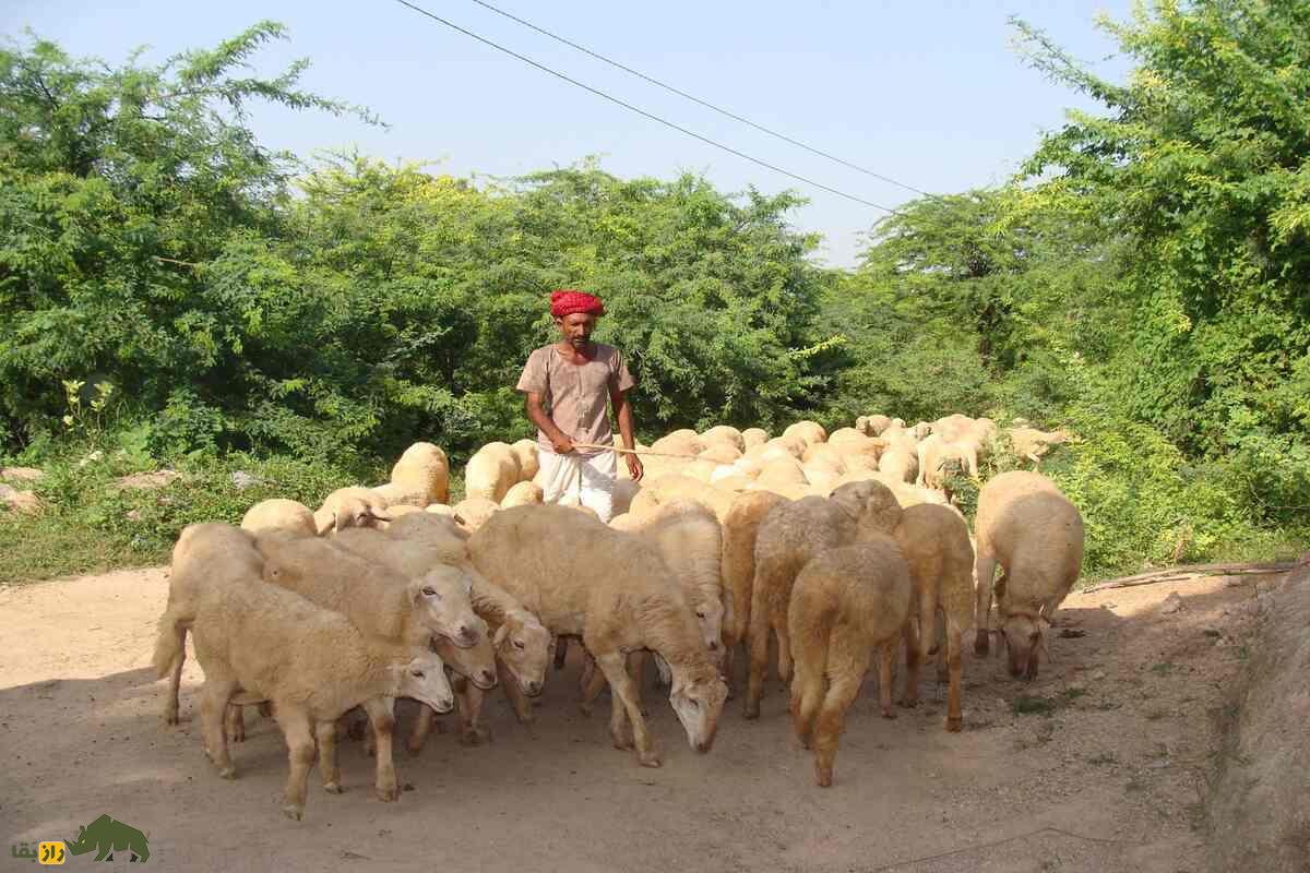گوسفند مالپورا؛ گوسفند مقاوم هندی با توانایی پرورش در مناطق خشک و تولید گوشت با کیفیت