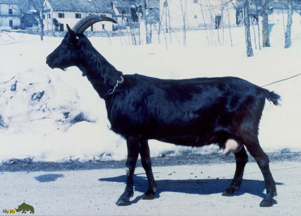 بز وِراتا؛ بز اسپانیایی معروف ۸۰ کیلویی که شاخهایش شبیه چنگ است و آب و هوای فوق گرم و سرد را تحمل میکند بز وِراتا