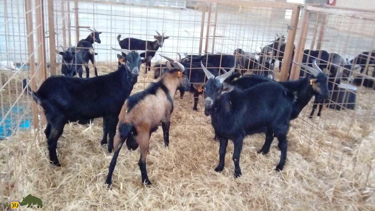 بز وِراتا؛ بز اسپانیایی معروف ۸۰ کیلویی که شاخهایش شبیه چنگ است و آب و هوای فوق گرم و سرد را تحمل میکند بز وِراتا