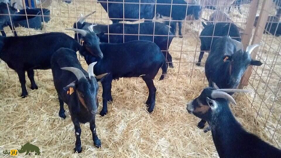 بز وِراتا؛ بز اسپانیایی معروف ۸۰ کیلویی که شاخهایش شبیه چنگ است و آب و هوای فوق گرم و سرد را تحمل میکند بز وِراتا