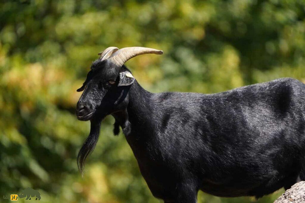 بز وِراتا؛ بز اسپانیایی معروف ۸۰ کیلویی که شاخهایش شبیه چنگ است و آب و هوای فوق گرم و سرد را تحمل میکند بز وِراتا