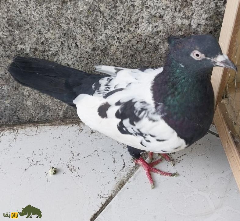 کبوتر سینه دم سیاه؛ کبوتر بلندپرواز ایرانی که شبیه کشیشهاست و کت و شنل مشکی میپوشد کبوتر سینه دم سیاه