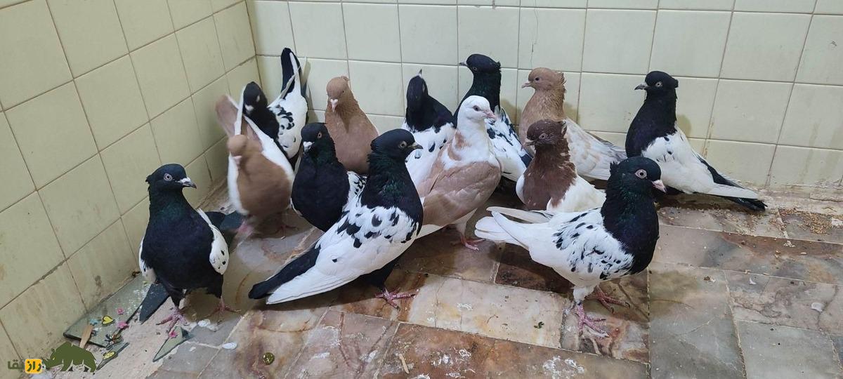 کبوتر سینه دم سیاه؛ کبوتر بلندپرواز ایرانی که شبیه کشیشهاست و کت و شنل مشکی میپوشد کبوتر سینه دم سیاه