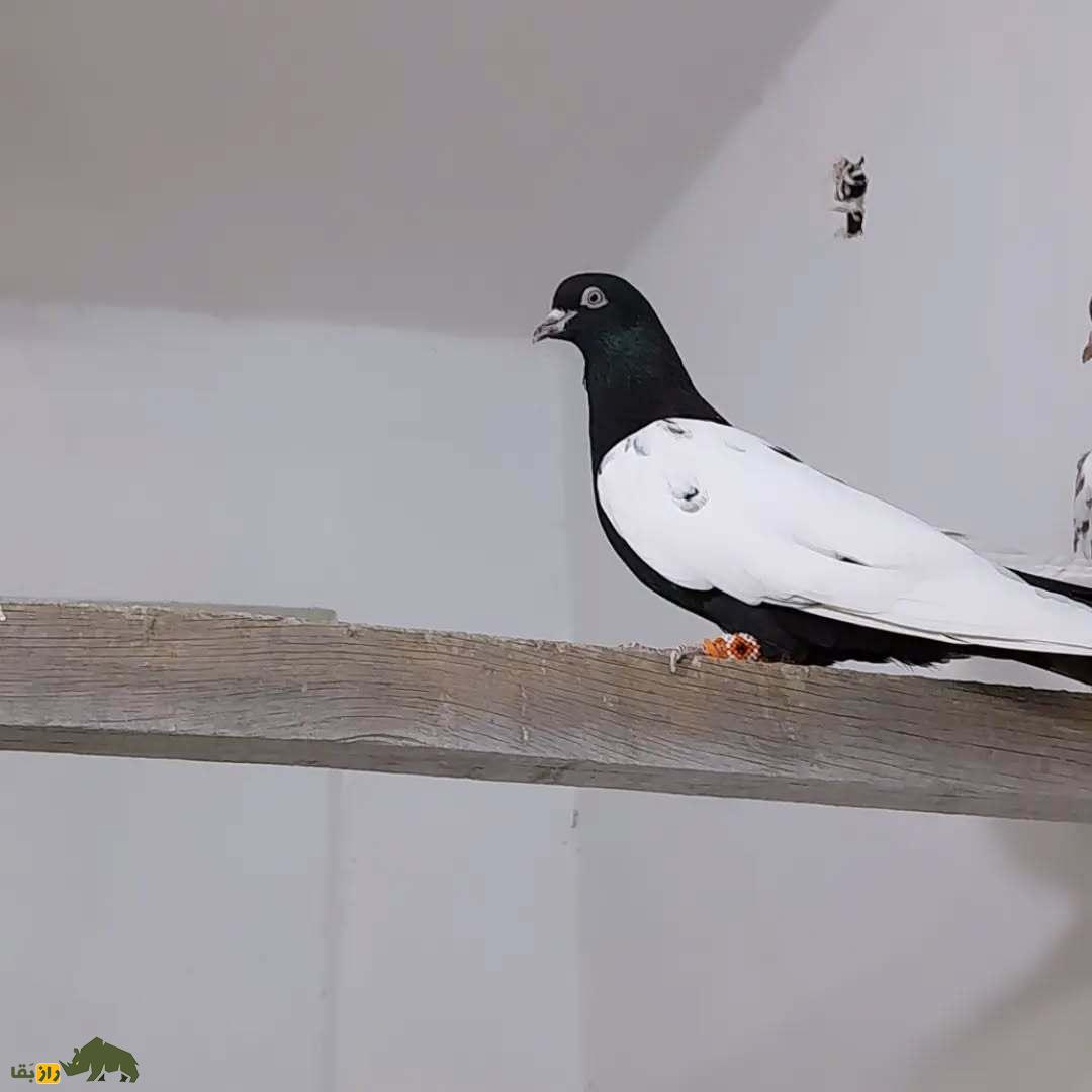 کبوتر سینه دم سیاه؛ کبوتر بلندپرواز ایرانی که شبیه کشیشهاست و کت و شنل مشکی میپوشد کبوتر سینه دم سیاه
